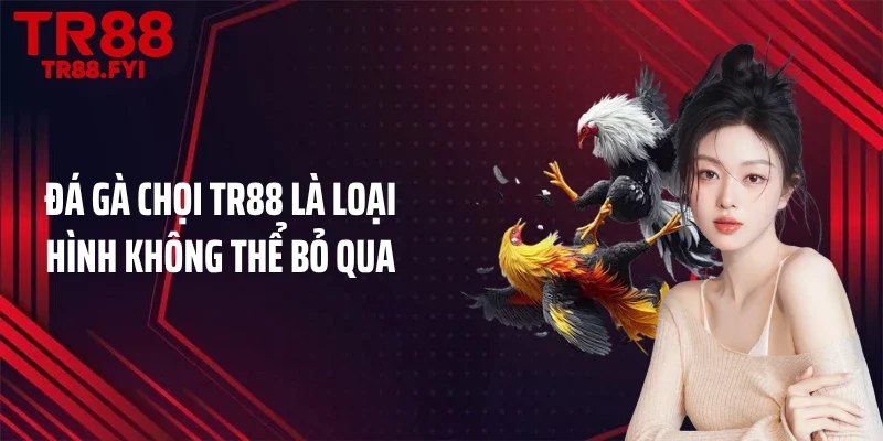 Đá gà chọi TR88 là loại hình không thể bỏ qua